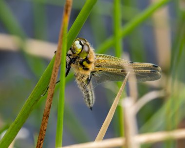 4spot270523 Four-spotted Chaser emerging Archallagan, Isle of Man