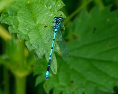 variabledamselfly040721 Variable Damselfly Catfield Fen, Norfolk