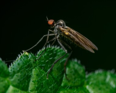 Rhamphomyiasp310525 Rhamphomya sp Ballaugh Plantation, Isle of Man
