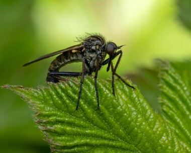 empistessellata140525 Empis Tessellata Ballanette, Isle of Man