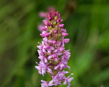 heathfragrantorchid220616 Heath Fragrant Orchid Abernethy, Scotland