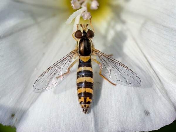 Hoverfly