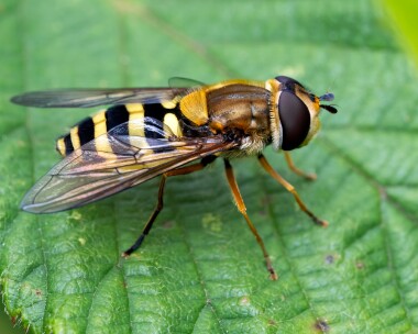 Syrphusribesii280625 Syrphus Ribesii Laggan, Scotland