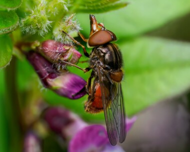 commonsnoutfly130724 Common Snout Hoverfly Ballanette, Isle of Man