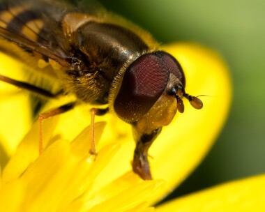 hoverfly040425 Hoverfly Ballaugh Plantation, Isle of Man