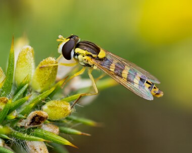 longhoverfly070825 Long Hoverfly Arne Heaths, Dorset