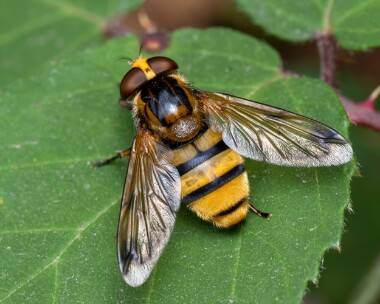 waspplumehorn070825 Wasp Plumehorn RSPB Arne, Dorset