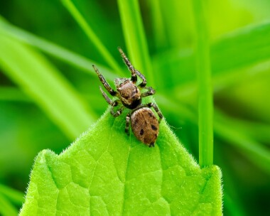 woodlandjumpingspider170524 Woodland Jumping Spider Dixton, Wales