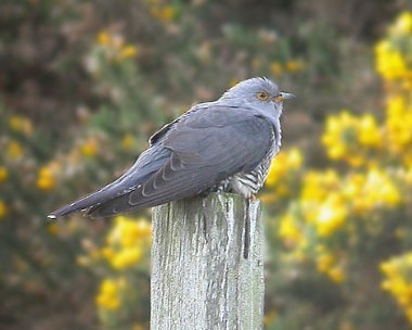 cuckoo2 Cuckoo The Lhen, Isle of Man