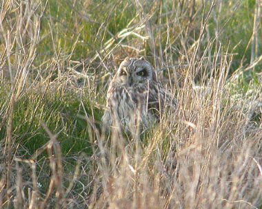 seo5 Short-eared Owl Langness, Isle of Man