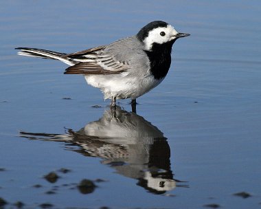 whitewagtail3new White Wagtail Derbyhaven, Isle of Man