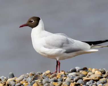 bhg010424 Black-headed Gull Kelling, Norfolk