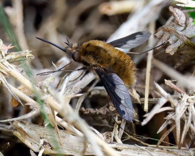 darkborderedbeefly020424 Dark-bordered Bee fly Kelling, Norfolk