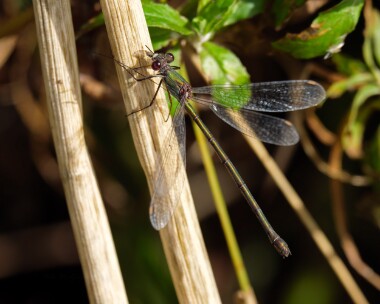 willowemerald111021 Willow Emerald Damselfly Wells, Norfolk