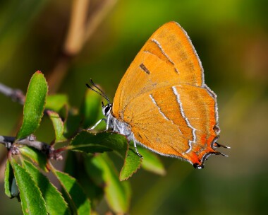 brownhairstreak060825s Brown Argus Shipton Bellinger, Wiltshire