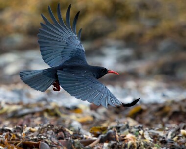 chough261025 Chough Langness, Isle of Man