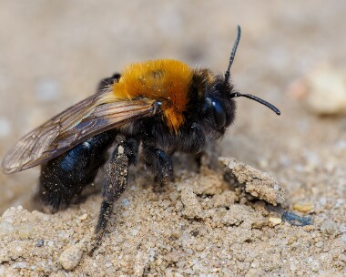 cliffminingbee060425s Cliff Mining Bee Holt Lowes, Norfolk