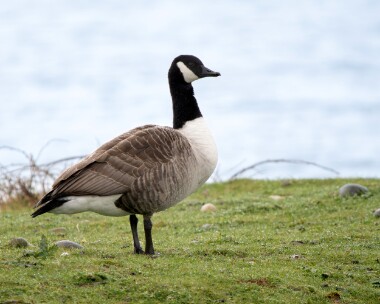 canadagoose030426 81. Canada Goose POA NR, Isle of Man