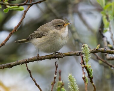 chiffchaff030426 82. Chiffchaff POA NR, Isle of Man