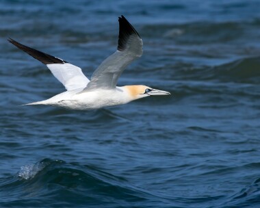 gannet200326 72. Gannet Point of Ayre, Isle of Man