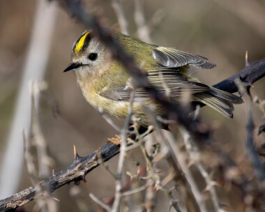 goldcrest200326 74. Goldcrest Point of Ayre, Isle of Man