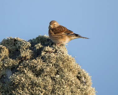 linnet050426 85. Linnet Langness, Isle of Man