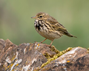 meadowpipit260326 76. Meadow Pipit Langness, Isle of Man