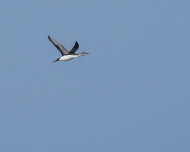 rtd220226 70. Red-Throated Diver Point of Ayre, Isle of Man