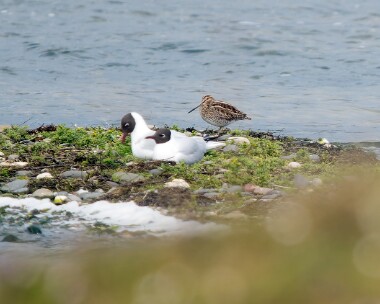 snipe030426 84. Common Snipe POA NR, Isle of Man