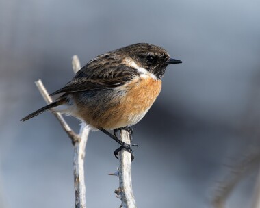 stonechat280326 78. Stonechat Derbyhaven, Isle of Man