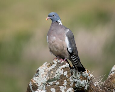 woodpigeon260326 77. Wood Pigeon Langness, Isle of Man
