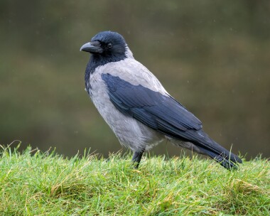 hoodedcrow310126 Hooded Crow Clypse, Isle of Man