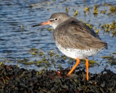 redshank051116 Redshank Derbyhaven, Isle of Man