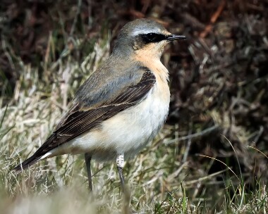 wheatear100416 Northern Wheatear Chasms, Isle of Man