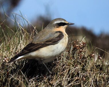 wheatear100416b Northern Wheatear Chasms, Isle of Man