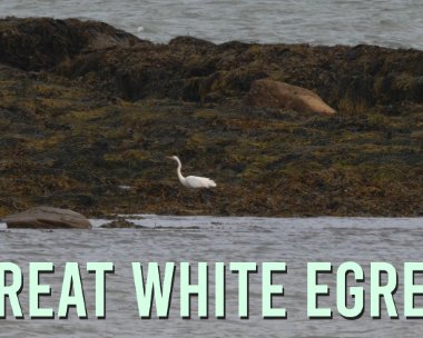 Great White egret Aug 2020.mp4_20200823_095244.920 Great White Egret, Isle of Man