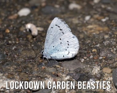 gardenbeaststhumbnail Lockdown Garden Beasties