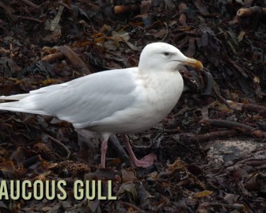 glonk Glaucous Gull, Isle of Man