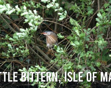 lbtitle Little Bittern, Isle of man