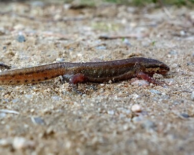 palmatenewt230316 Palmate Newt Carrbridge, Scotland