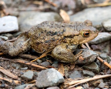 toad020319 Toad Ken Dee, Scotland