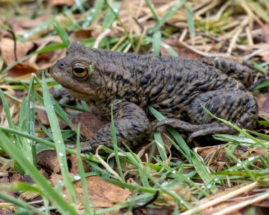 toad170323 Toad Loch Morlich, Scotland