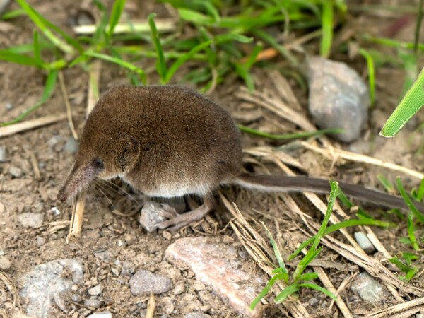 Common Shrew