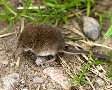 shrew180616 Common Shrew Ken Dee Marshes, Scotland