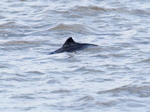 Porpoise