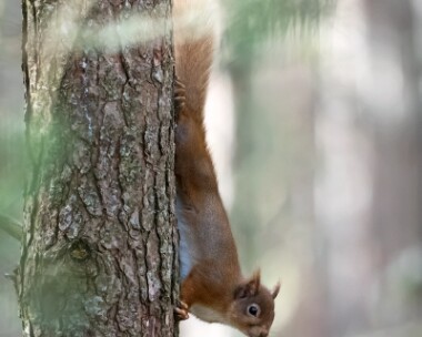 redsquirrel210316 Red Squirrel Boat of Garten, Highlands