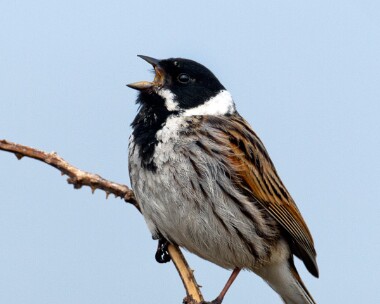 reedbunting20070415 Reed Bunting Langness, Isle of Man