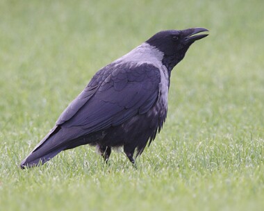 Hooded-Crow2 Hooded x Carrion Crow Scarlett, Isle of Man