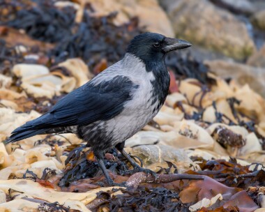 hoodedcrow011125 Hooded Crow Derbyhaven, Isle of Man