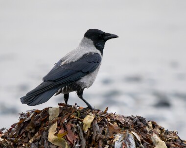 hoodedcrow261025 Hooded Crow Langness, Isle of Man